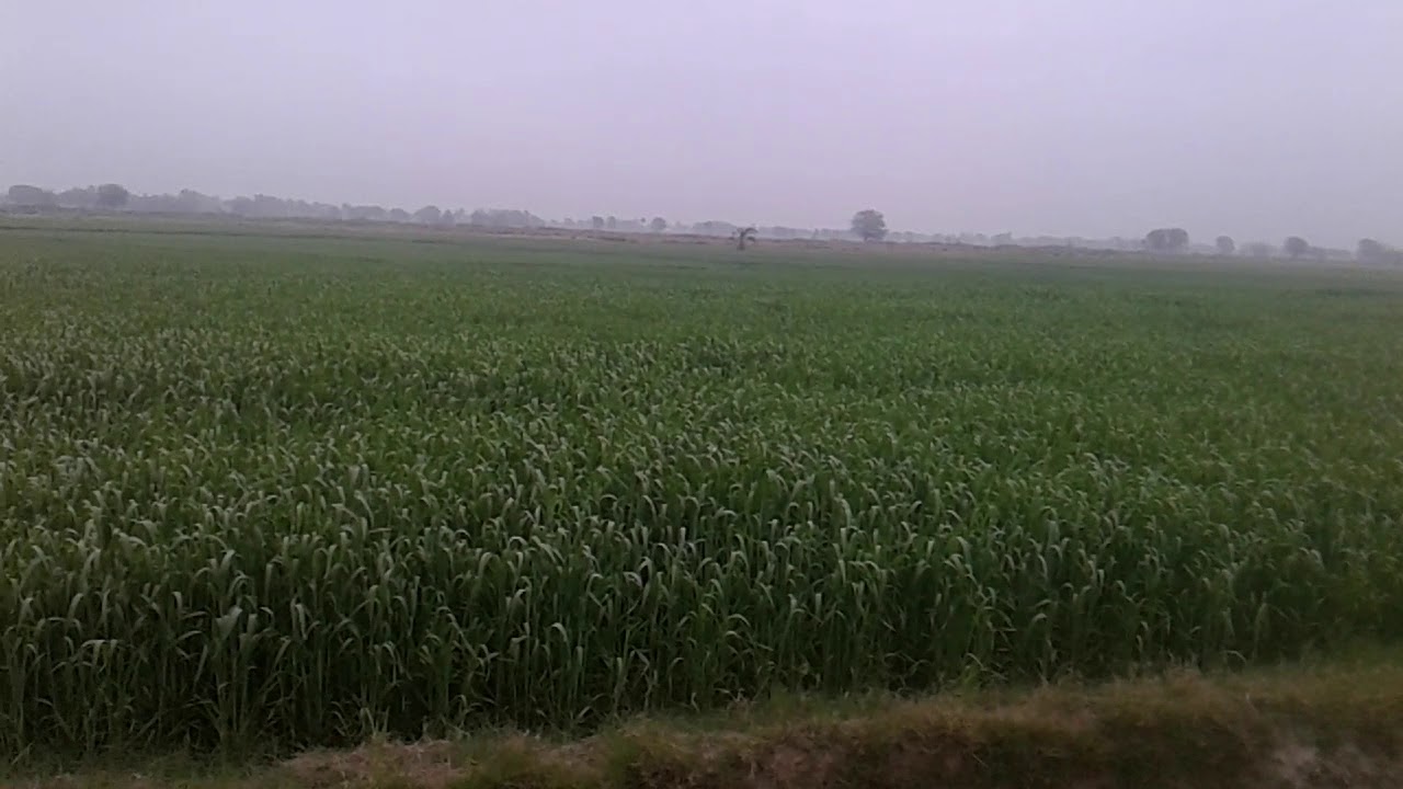 Duck hunting in jalal pur 