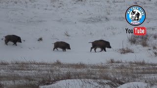 Четыре Сникерса / Охота На Кабана С Подхода 2023 /  Boar Hunting   4K