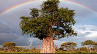 Comfort Insurance - Rainbow