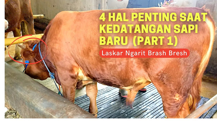 4 HAL PENTING SAAT KEDATANGAN SAPI BARU | Jalan-Jalan Ke Kandang Mas Dion Part 1