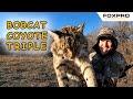 Huge tom bobcat and coyote double on the same stand