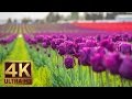 4k  tulip flowers  2 hours relaxation  skagit valley tulip festival in wa state  episode 1