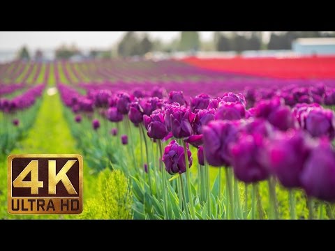 Vídeo: As Melhores Coisas Para Fazer Em Skagit County, Washington, Festival De Tulipas