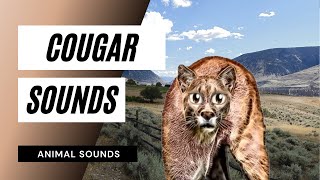 cougar growl mp3
