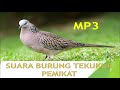 SUARA BURUNG TEKUKUR PEMIKAT | MP3