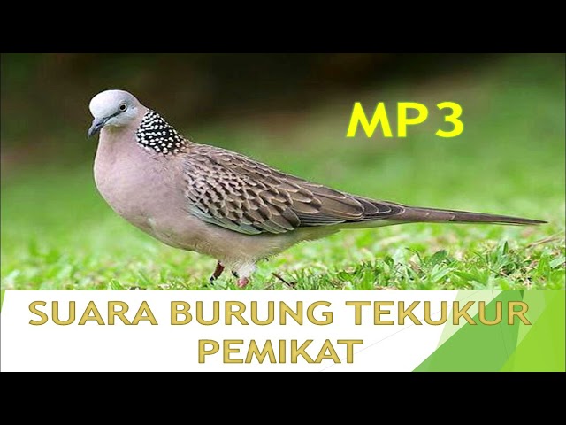 SUARA BURUNG TEKUKUR PEMIKAT | MP3 class=