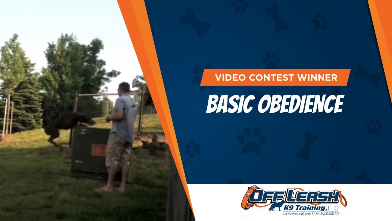 Video Contest Winners Basic Obedience! Dog Training, Northern Va, NJ