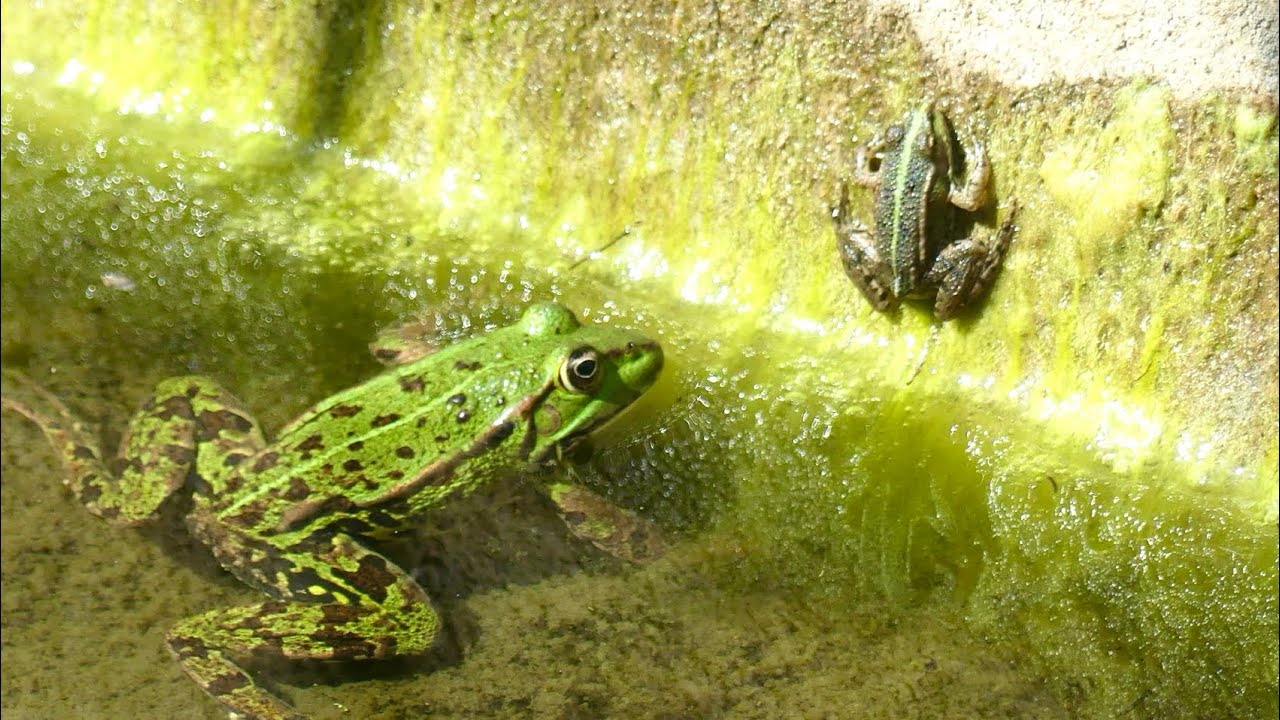 Marsh Frog A Garden Pond Nightmare July 2025 
