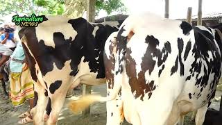 হযরতপুর হাট গাভী বিক্রি