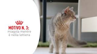 Royal Canin Urinary