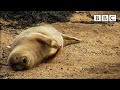 Grey Seal Cam • Best of British Wildlife 🦔 26.10.2020 🐿 BBC