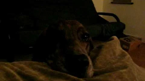 Red the Plott Hound Talks