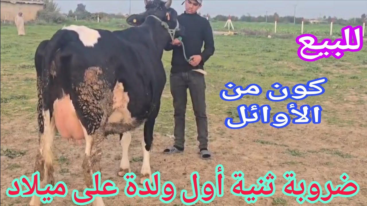 تباااارك الله💫 ضروبة على ميلاد🌟 إتصل 06.09.33.67.35📞 ألو سي عبد العالي نواحي الغرب🇲🇦 