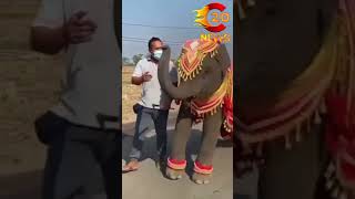 Elephant Nagin Dance #shorts