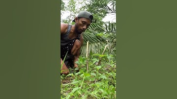 Harvesting cassava part 330 #shorts #farming #cassava #nature  #cassavaroots #cassavafarming