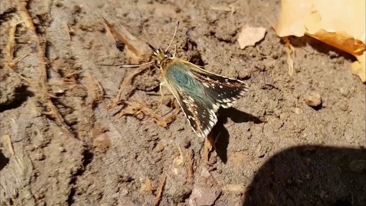Butterfly Family Hesperiidae (Ajedrezada verdosa)