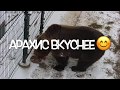 Арахис оказался вкуснее 🐻😎