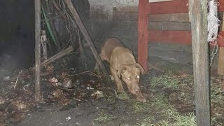 The poor dog was abandoned for two weeks in the yard of an abandoned house by Angels And Animals 1,111 views 2 weeks ago 8 minutes, 59 seconds