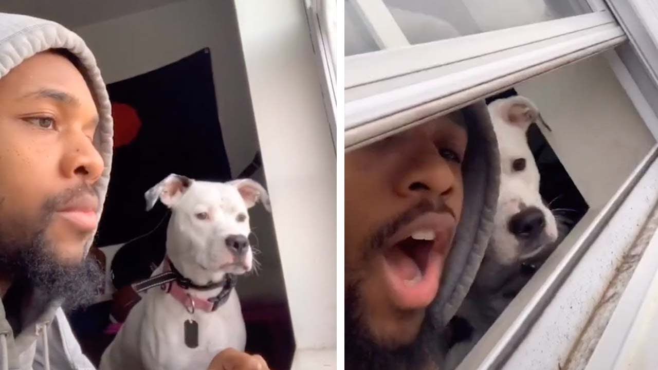 Hanging Out With Dogs In Quarantine YouTube