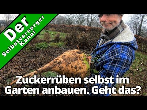 Video: Neue Zuckerrohre anbauen: Erfahren Sie mehr über die Vermehrungsmethoden von Zuckerrohr