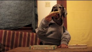 Bueford Eats Like a Human