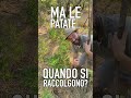 Raccogliere PATATE: come e quando