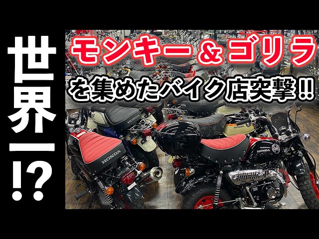 世界一!?モンキーとゴリラを集めたバイク店に突撃してみたら…! - YouTube