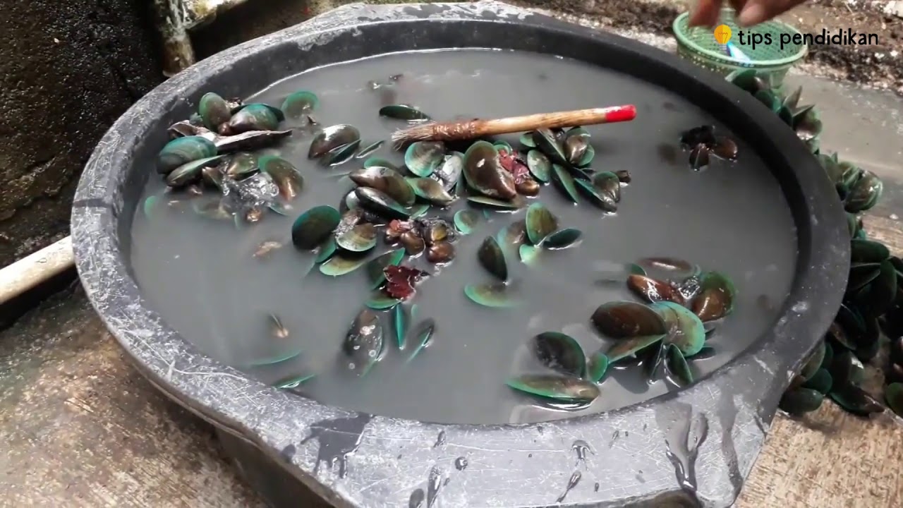 4 Cara Budidaya Kerang Hijau dengan Berbagai Metode 