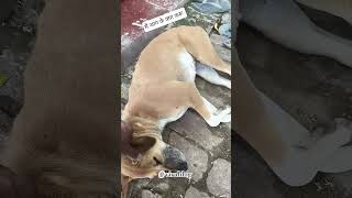 So Hi Jata hun 😘 l Puppies video l #animals #cute #dog #funny