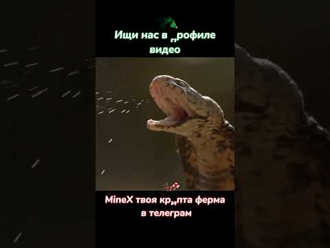 Мозамбикская кобра #nationalgeographic #животные #snake #shorts #top #top10 #вмиреживотных #кино