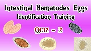 Intestinal Nematodes Eggs Identification Training Quiz  2/4