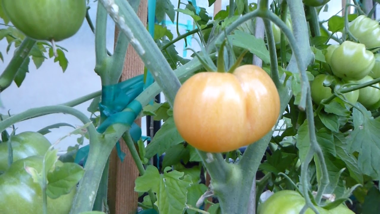 Heirloom Tomatoes ripening update...