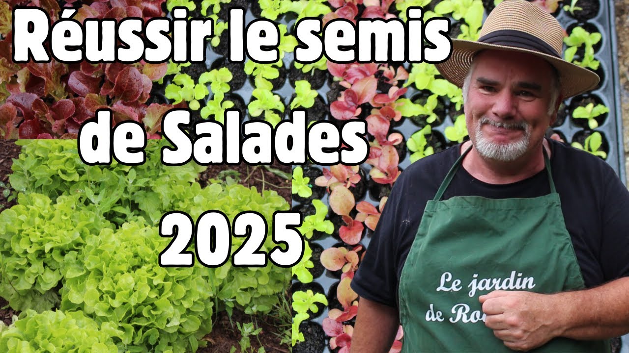 Comment réussir son semis de LAITUES  en alvéole ou en pleine terre ?