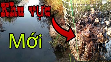 Bẫy Ếch Dưới Bờ Mương Mùa Lúa Chét || Mưu sinh nghề Đặt Lợp Ếch // catch frog //Học vlog