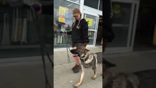 Ryker Obedience training in town