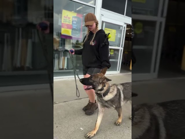 Ryker Obedience training in town