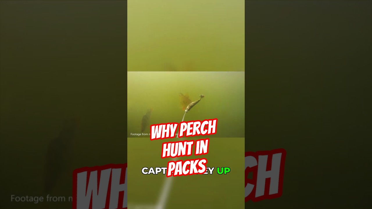 Teamwork Changes Everything for Perch #wildlife #fishing #shorts
