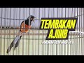 Tembakan Lovebird Kenari Dan Cililin Murai Batu Auto Naik Emosi Ngamuk Bongkar Isian Mp3 - Mp4 Download