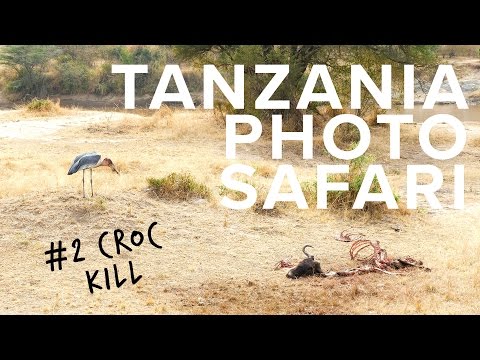 Tanzania Photo Safari Crocodile Kill In Serengeti 