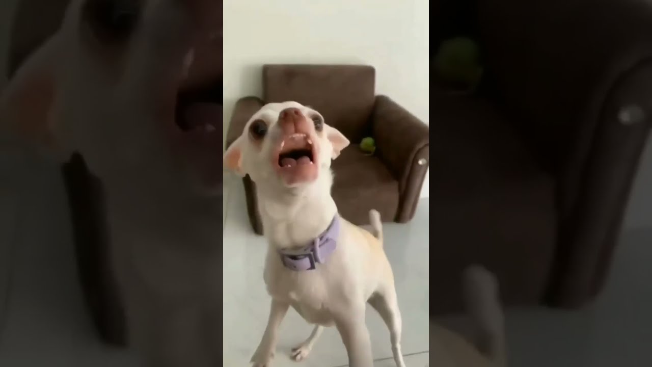 Angry nikki chihuahua #short #shortvideos #dogs #cats #chihuahuas #pets #dogs ‎@Chihuahua TV 