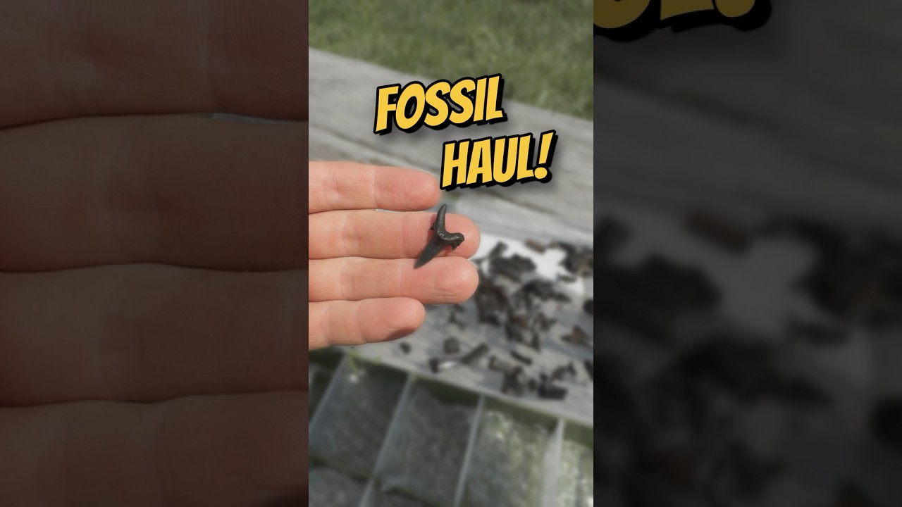 Fossil Hunting for Prehistoric Sharks!