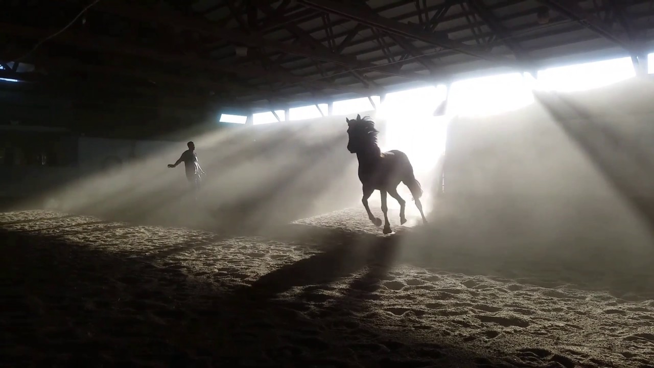 Eloy lunging Ashaya in the dusty arena 10/11/16