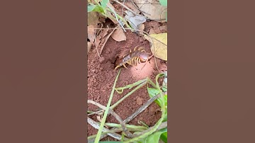 Using bullet ants to catch centipede in deep hole