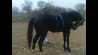 black horse.3gp
