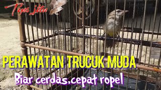 Caring for young Trucukan // How to care for young Trucukan so they sing quickly🐦