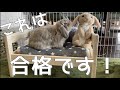 うさぎさん用に木製ベッドをしつらえたらカワイイことになった【ホーランドロップ】