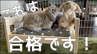 うさぎさん用に木製ベッドをしつらえたらカワイイことになった【ホーランドロップ】