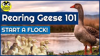 Rearing Geese 101 - How to Start a Flock of Geese