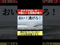【㊗️180万回再生/後ろから怪物に襲われる動画】#shorts #サーフィン
