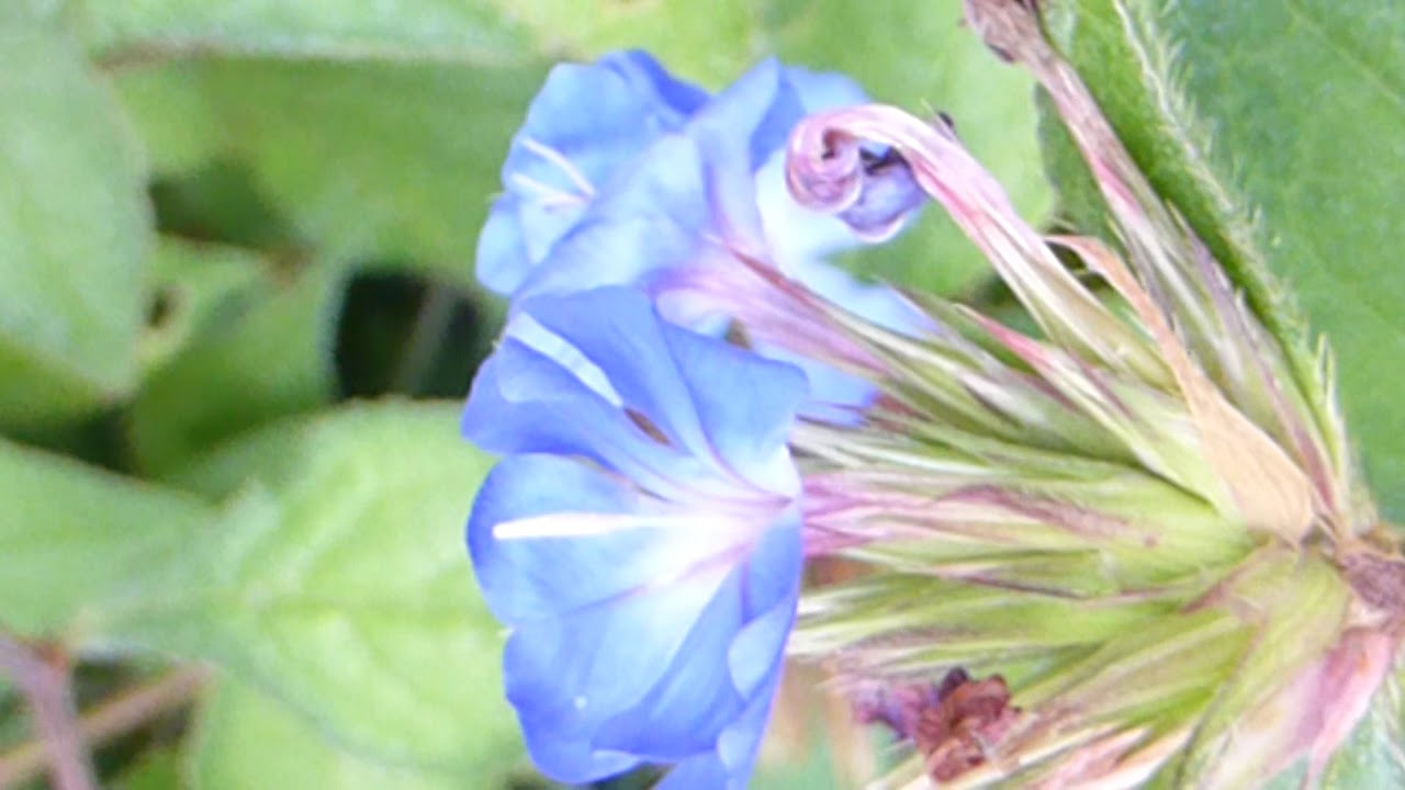 Leadwort - Ceratostigma plumbaginoides - Blárunni - Blámannsblóm -  Dvergrunnar - Garðplöntur